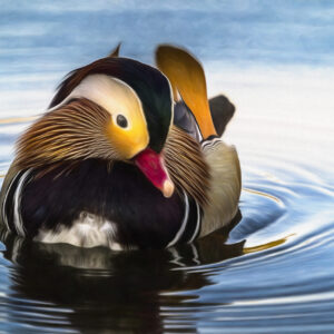 Mandarin Duck