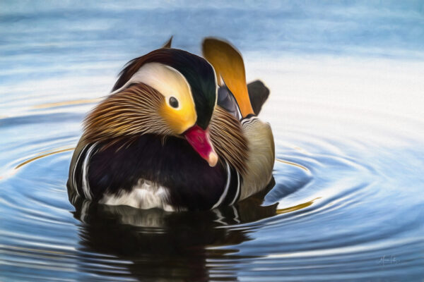 Mandarin Duck