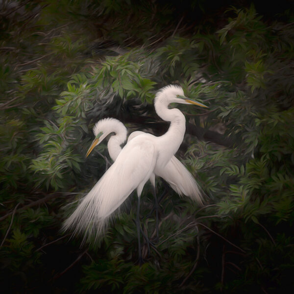 White Egrets