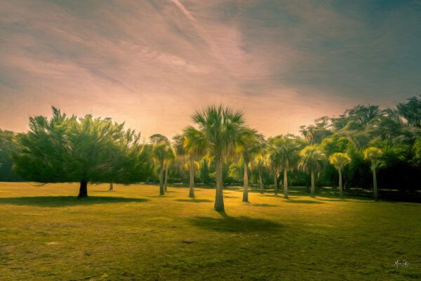 Sun Light Dance Amidts Island Palms