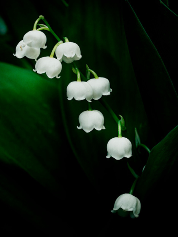 Lilly of the valley