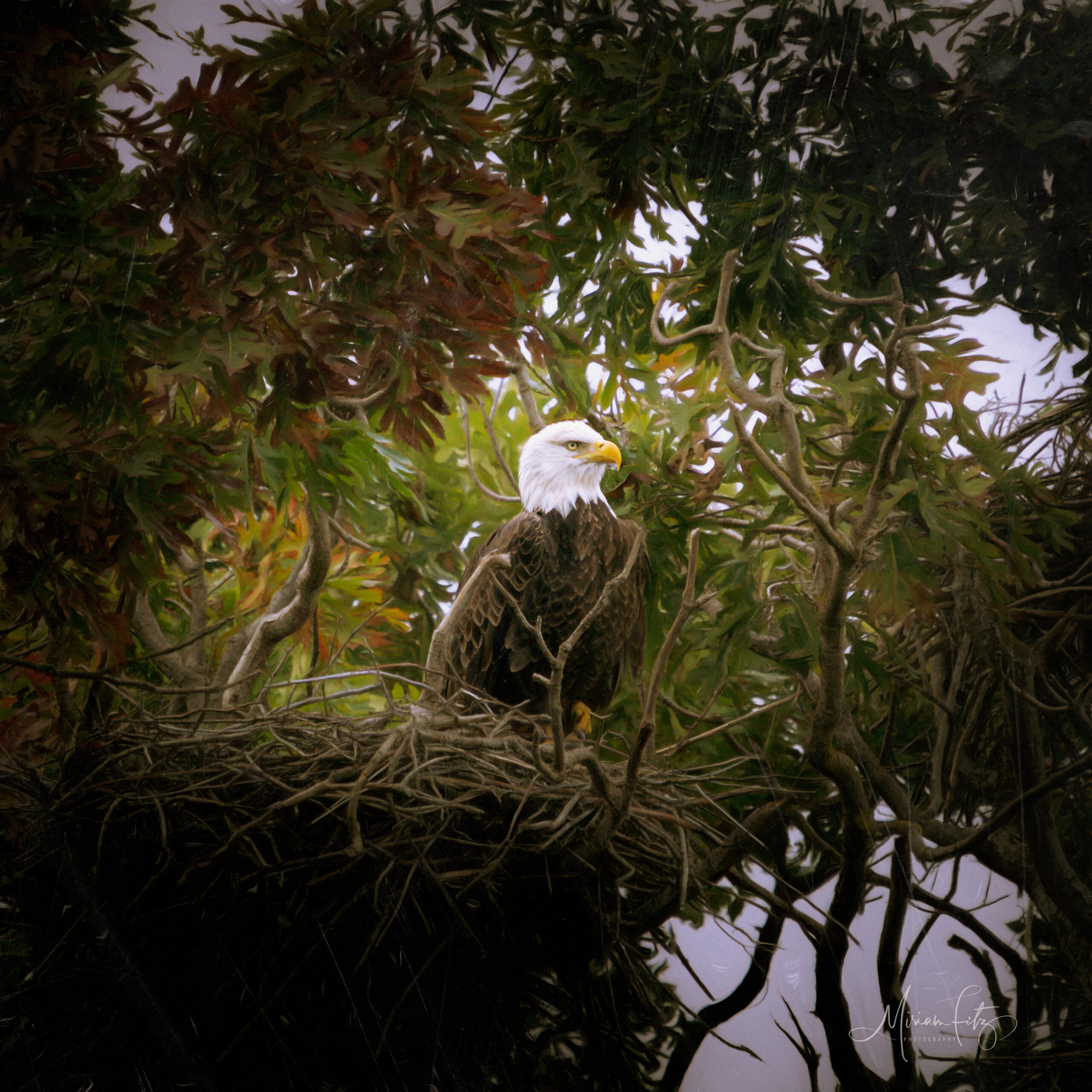 Bald Eagle's Nest Intrusion