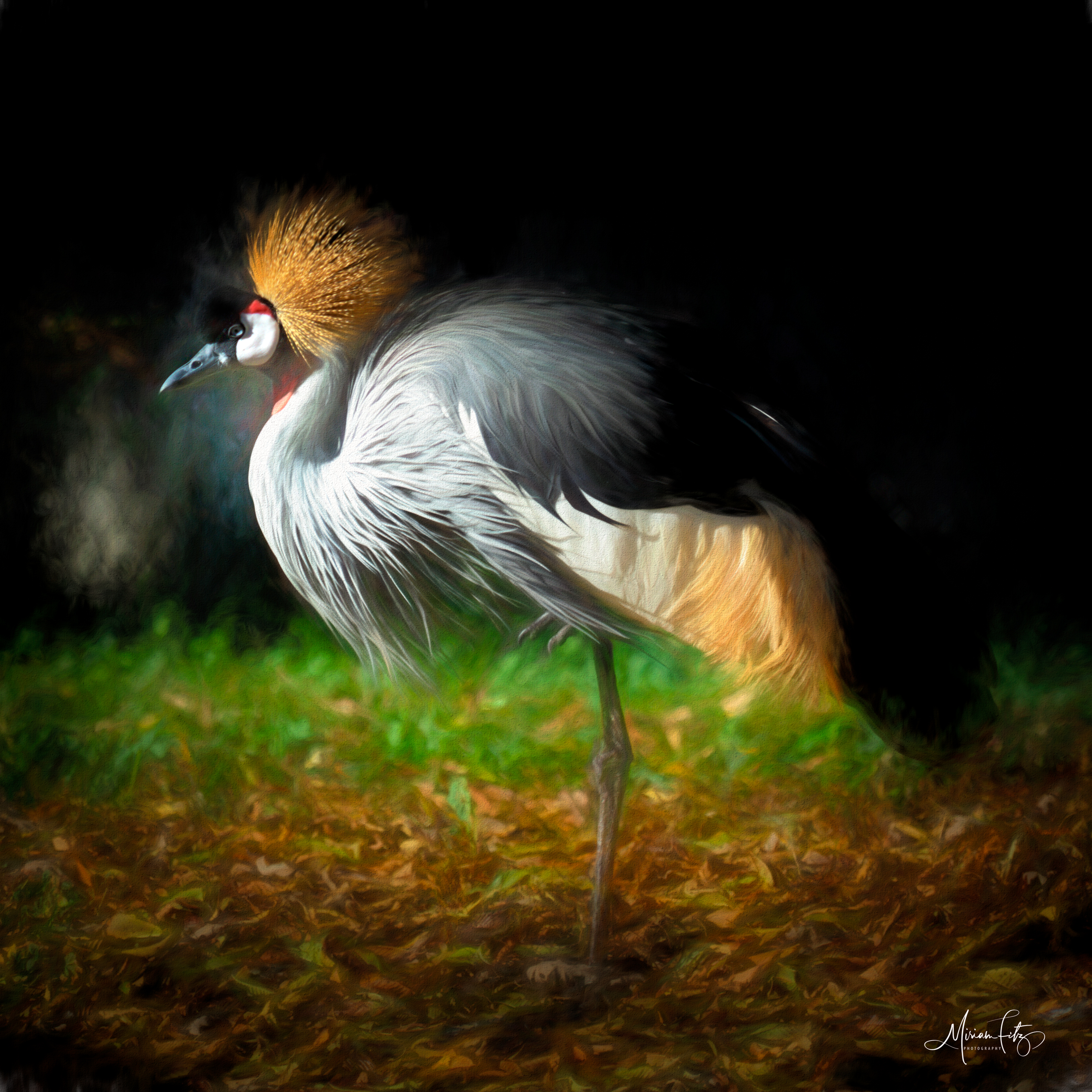 Gray Crowned Crane