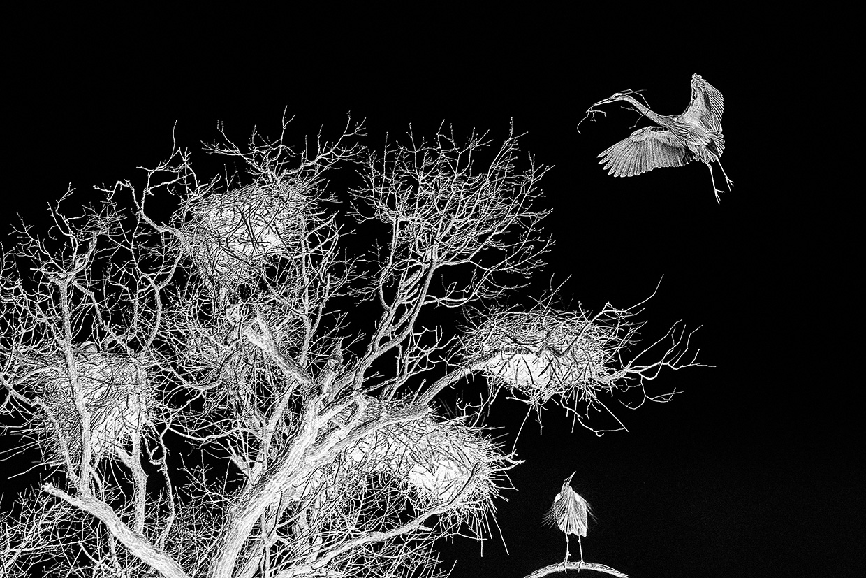 Herons At Work