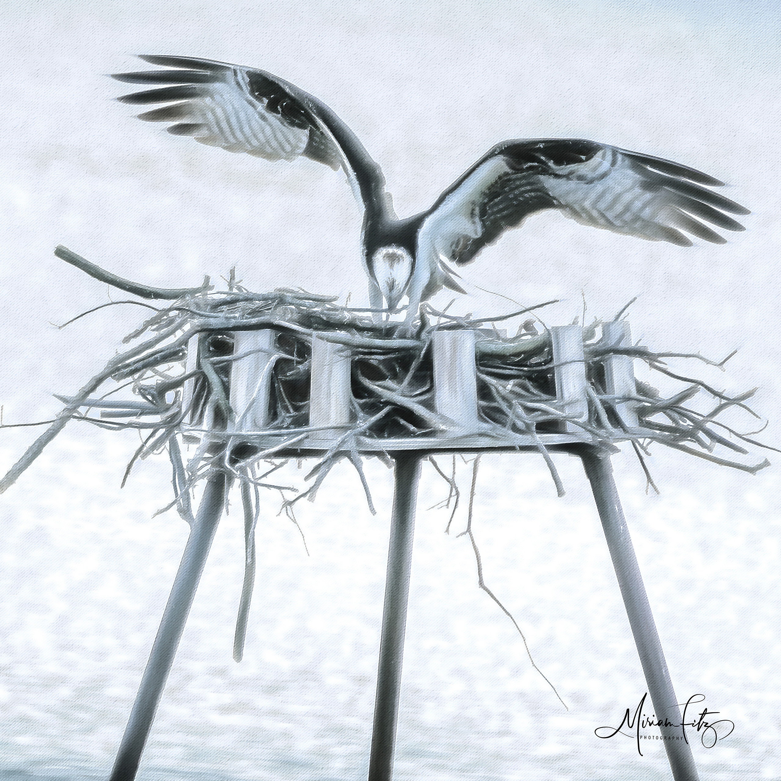 Osprey's Nesting Duty